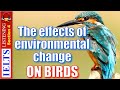 Mercury Pollution and Bird Behavior