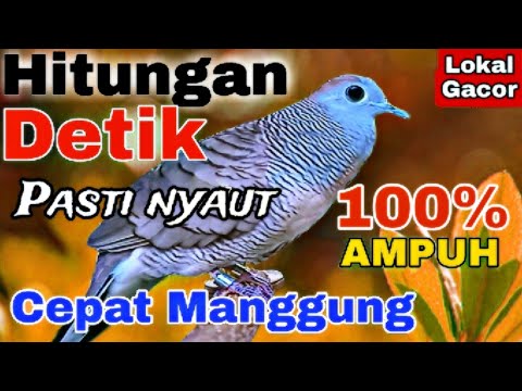 Perkutut Lokal alam gacor suara merdu untuk pancingan burung perkutut lokal