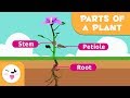 Plant Structure and Function Concepts