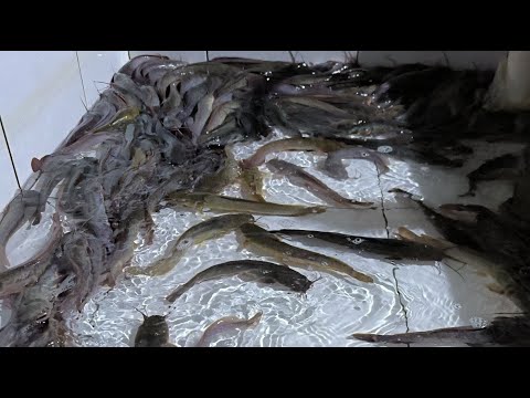 Today's Catfish Fishing Results Are Very Satisfying ||  I Keep Catfish In a Pond