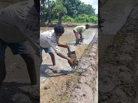 రైతులు పొలంలో #గట్లుకు #చింగావ్  వేయ్యటం |  రైతులు కష్టపడి వ్యవసాయం చేస్తున్నారు...👍 #viral