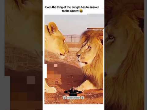 The king In front of his Queen 👑 #ytshorts #lion #reels
