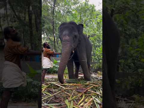 ഇത് എന്തൊരു പിണക്കം😍#arikomban #elephant #india #wildlife #nature #india #animal ♥️Subscribe♥️