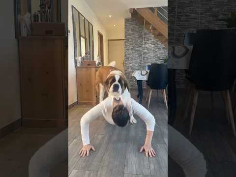Vais-je r茅ussir plus de 3 pompes ?馃馃ぃ#shortvideo #dr么le #blague #prank #humour #pourtoi #chien