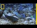 Impact of Climate Change on Reefs
