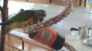 Adventure 8: Orange Juice