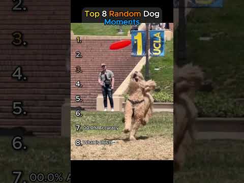Top 8 Random Dog Moments🤣.. You won’t stop laughing!!