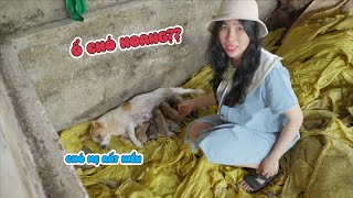 Phát Hiện Ổ Chó Con Trong Chuồng Heo Nhà Chị Thơ