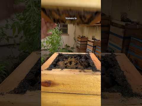 Abri uma colmeia de abelhas Mandaçaia MQQ