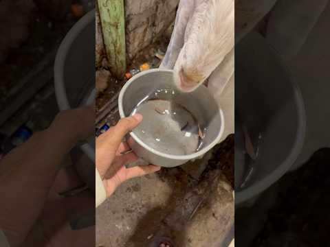 SHERU 🐐 Ko Pyaar Kar Raha Tha… Aur Subscriber FISH 🐟 De Gaya! #BakraEid #FunnyShorts #PetLover