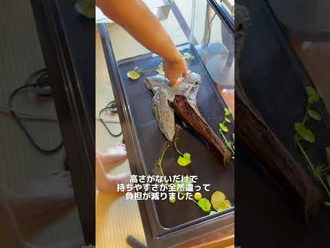 キボシイシガメ飼育1週間で挫折🙃水槽を変更した！！