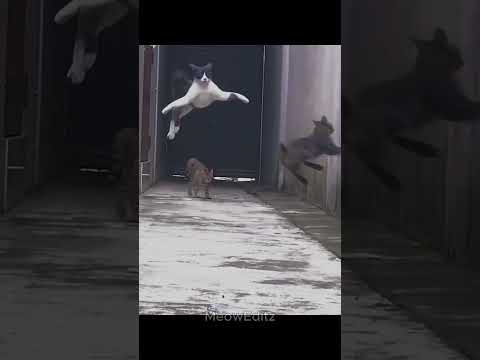 Are cat a hidden ninja? #shorts #viralshorts #cat #edit #trollface