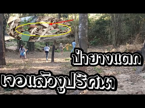 พอลลี่-ชาแนล กรี๊ดสวนยางแตกเจองูปริศนา กรี๊ดสวนยางแตกเจองูปริศนา