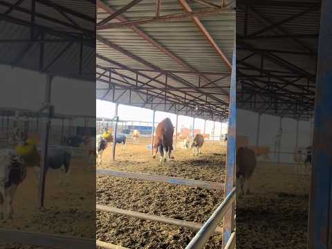 ATHLETIC BULL #cow #bull