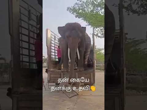 தன் கையே தனக்கு உதவி 💪👏. #youtubeshorts #elephantlovers #ytshorts
