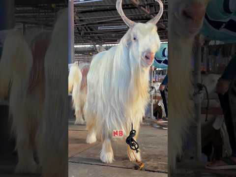 Most Beautiful Kashmiri🐐 Deonar❤️ #bakraeid #bakraeid2024 #bakraeidspecial #bakra #goats #trending