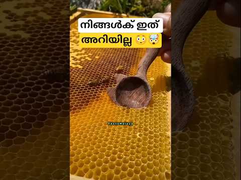 നിങ്ങൾക് അറിയാത്ത തേനീച്ച കാര്യം 🤯😳|Malayalam| #honeybee #honeyqueen