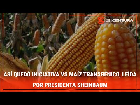 ASÍ QUEDÓ INICIATIVA VS MAÍZ TRANSGÉNICO, leída por #presidenta #Sheinbaum