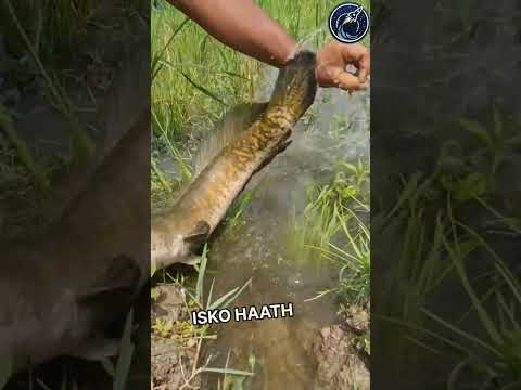 This man is showing a special technique for catching this kind of fish 😱🫡 #respect #shorts #ytshorts