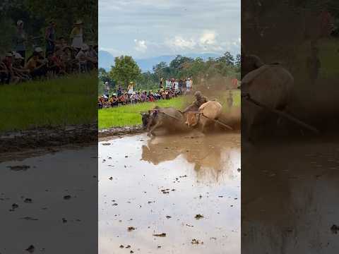 PACU JAWI TRADISI BUDAYA TANAH DATAR(MINANGKABAU) #pacujawi #sapi #sumaterabarat #shorts