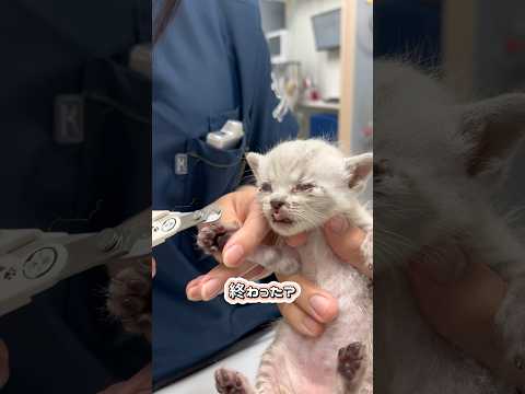 いい子に爪切りされる子猫