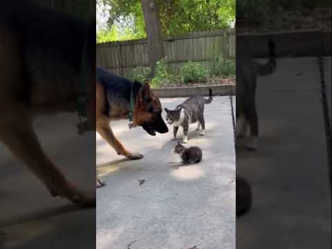 Mother cat protects kittens.