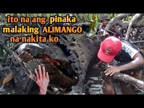 GRABE, PINUPULOT LANG NG MGA KATUTUBO ANG MALALAKING ALIMANGO. daig pa ang harabas sa galing