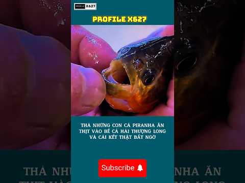 Thả Cá Piranha Vào Bể Cá Hải Tượng Long #giaitri #profilex627