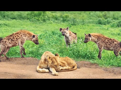 Hyenas Show Mercy on Old & Blind Lioness