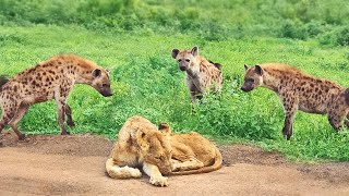 Hyenas Show Mercy on Old & Blind Lioness