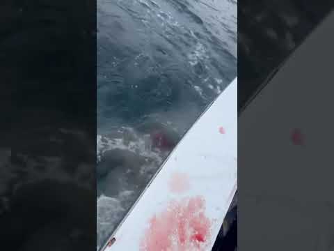 9-10 ft Mako shark attacking tuna while first mate had him gaffed. Off the coast of Nags Head.