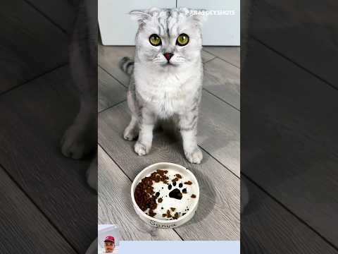 मानवी ने दीं Kitty😺 को कैंडी😲#cat #cats