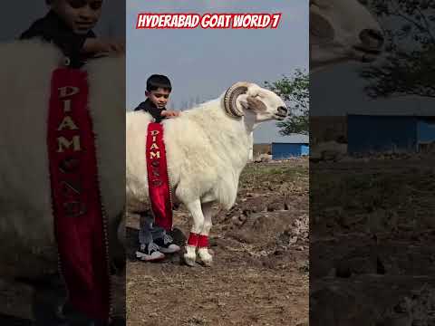 #dumbagoat #vilaytisheep #viralvideo #viralvideo #viralreels #viralshort #trendingshorts #youtubes