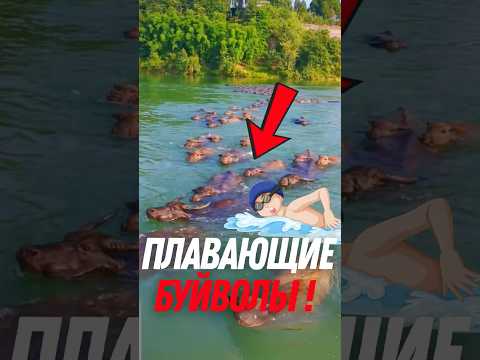 🦬 Почему эти буйволы так любят ВОДУ?