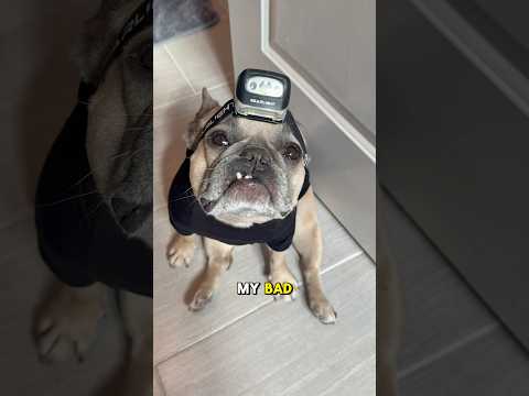 He did his bestโฆ #thehangover #dogs #colorblind #dogparents #actionmovies #frenchbulldog