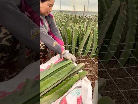 Growing Dragon Fruit From Cutting #farmingtechniques @RomFarm