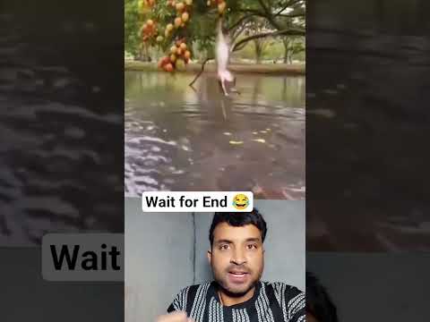 Monkey Saves Fish? ๐๐ | Funny Reaction Video ๐ #shorts