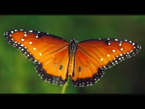 授粉縮時攝影 The Beauty of Pollination - Moving Art™ - YouTube (4分17秒)