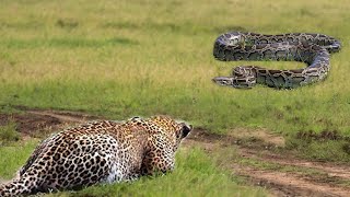 A Baby Leopard Fell Into The Hands Of Python While Its Mother Was Hunting