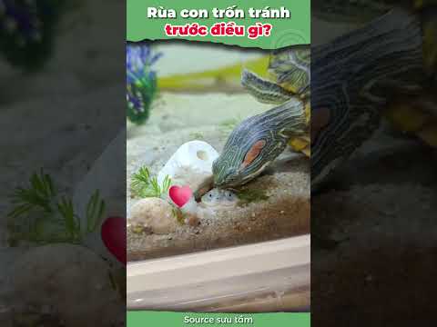 Con rùa đang khiếp sợ điều này #onhachoimotminh #xomrua #ruacanh