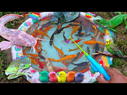 OMG! Mancing ikan hias fancy warna-warni di kolam ajaib, ikan lele besar, ikan koi, ikan cupang