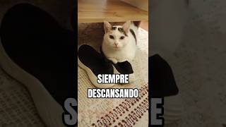 SIEMPRE DESCANSANDO #cat #gatitos #gatos #gatosbonitos #gatitoshermosos #gato #cutecat