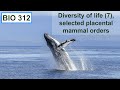 Characteristics and Behaviors of Mammals