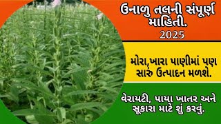 ઉનાળું તલ ની ખેતી  મોરા અને ખારા પાણીમાં પણ સારું ઉત્પાદન મળશે || Farming Sesame in Salty Sea Water.