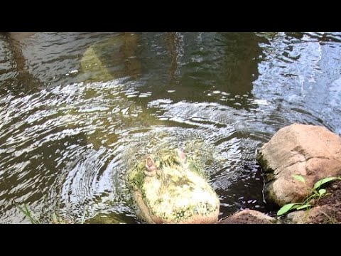 Wild Charles is live! Albino Alligators!