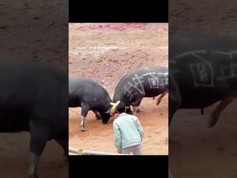 The duel between the two bull kings. Who is the real king of combat? #bull #animals #fight