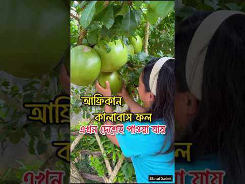 আফ্রিকান কালাবাস ফল এখন দেশেই পাওয়া যায়। kalabash fruit | #fruitvideos #african #ফল