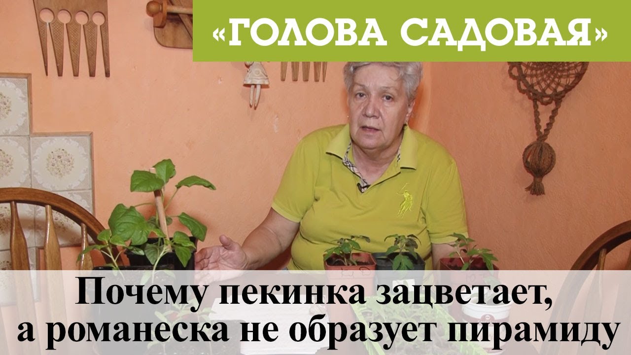 Почему пекинка зацветает, а романеска не образует пирамиду
