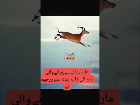Islamic videos foryou and subscribe my YouTube channel foryou