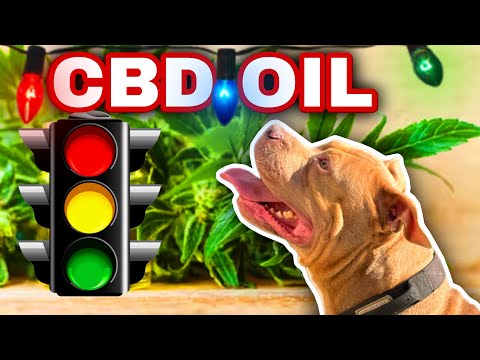 Is Marijuana Good For Dogs? American Bully